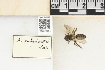 Media type: image;   Entomology 770581 Aspect: Labels
